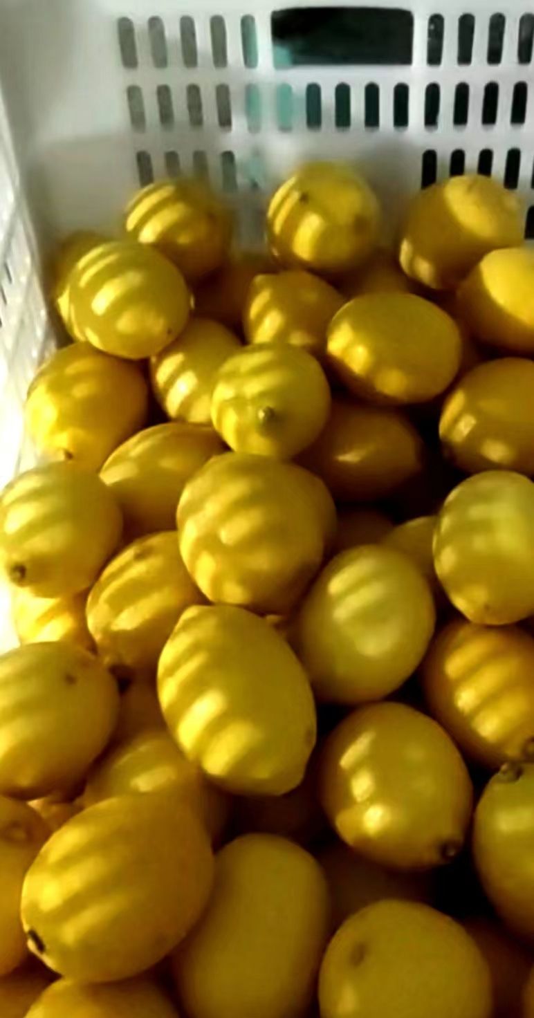 B grade lemons 10 kg